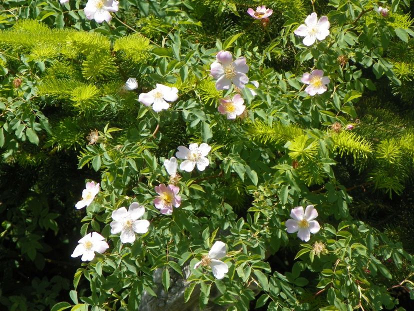 24 mai (156) - Trandafiri 2018 1