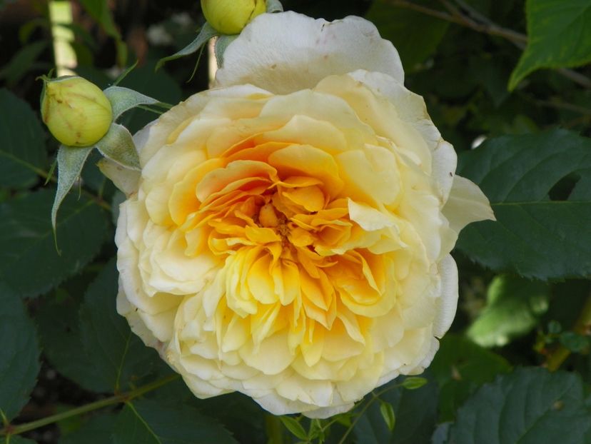 24 mai (175) - Trandafiri 2018 1