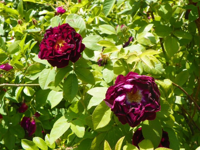 24 mai (182) - Trandafiri 2018 1