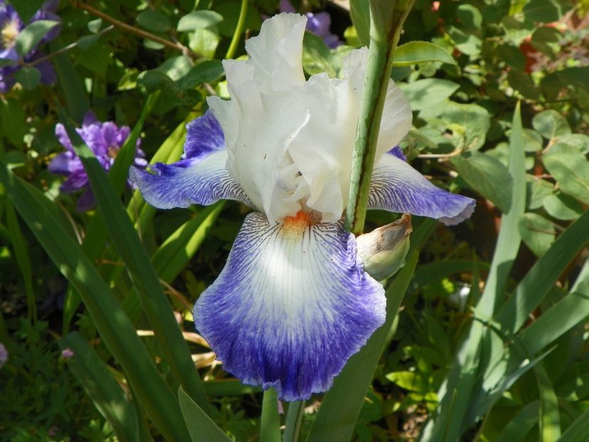 24 mai (254) - Irisi 2018