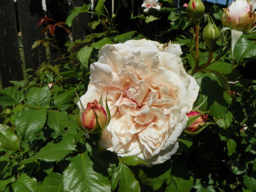 24 mai (191) - Trandafiri 2018 1