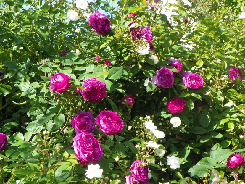 24 mai (194) - Trandafiri 2018 1