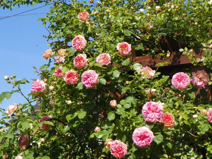 24 mai (195) - Trandafiri 2018 1