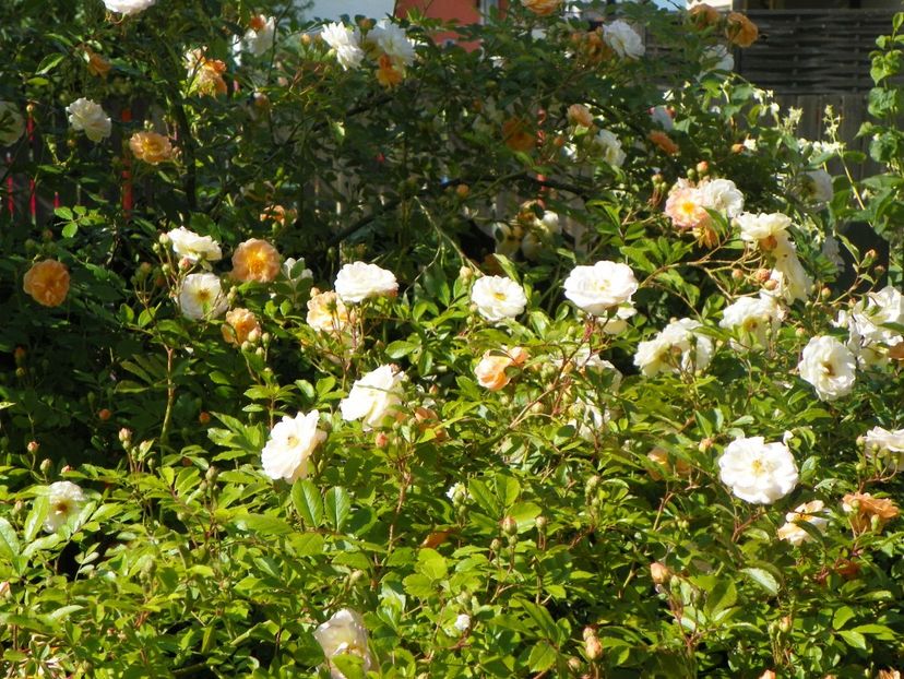 24 mai (196) - Trandafiri 2018 1