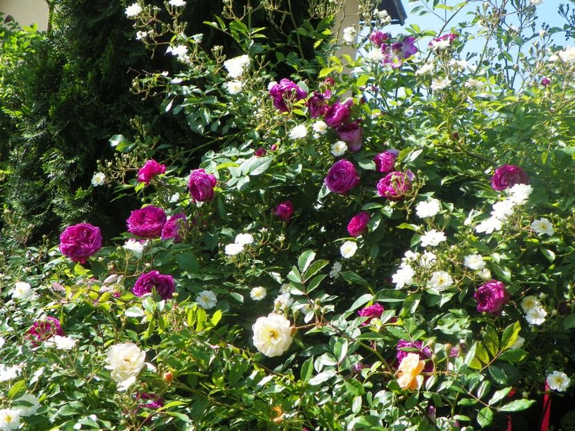 24 mai (197) - Trandafiri 2018 1