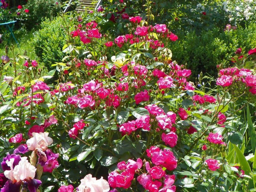 24 mai (202) - Trandafiri 2018 1