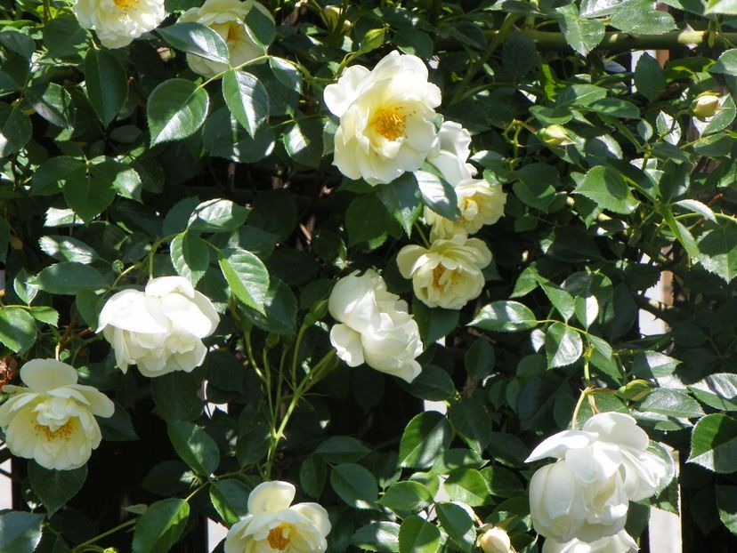 24 mai (204) - Trandafiri 2018 1