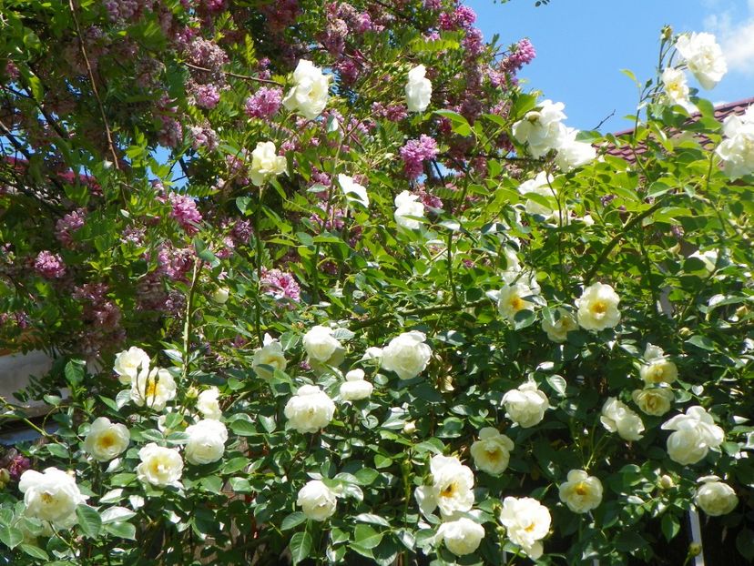 24 mai (205) - Trandafiri 2018 1