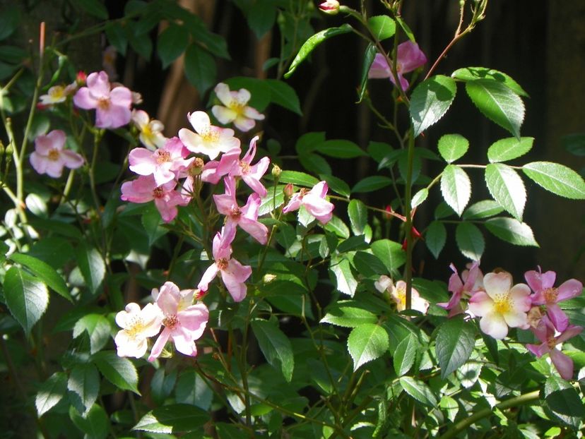 24 mai (207) - Trandafiri 2018 1