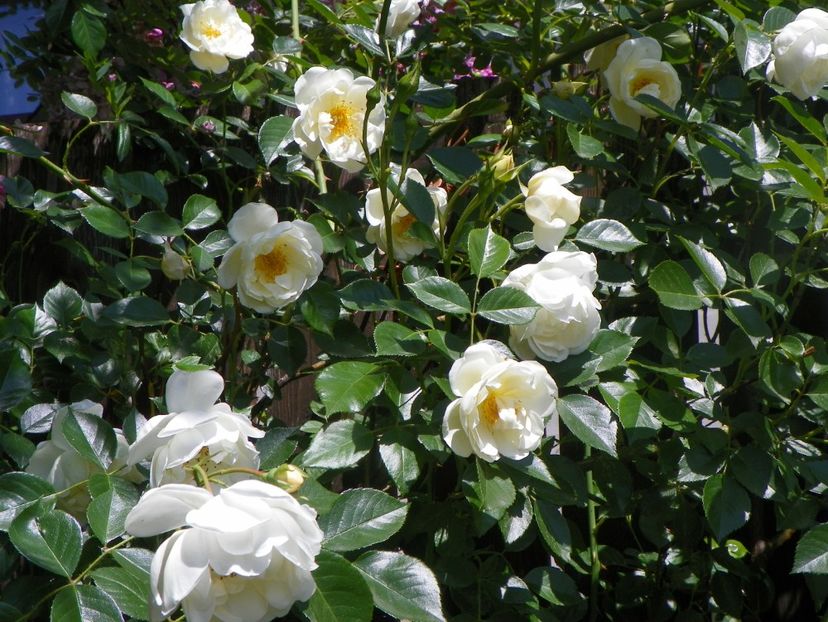 24 mai (208) - Trandafiri 2018 1