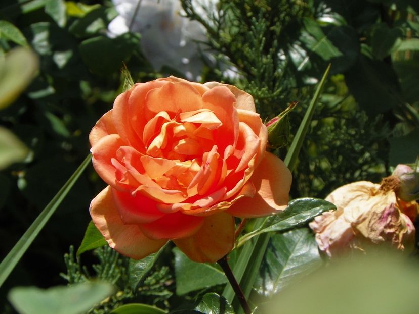 24 mai (216) - Trandafiri 2018 1