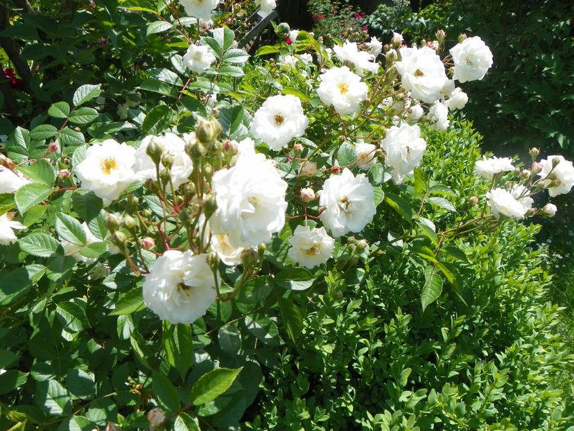 24 mai (239) - Trandafiri 2018 1