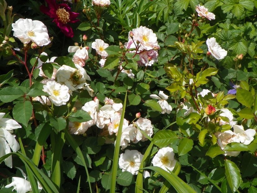 24 mai (246) - Trandafiri 2018 1