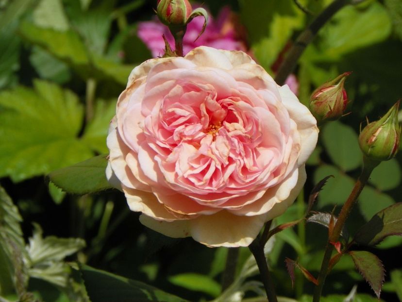 24 mai (247) - Trandafiri 2018 1