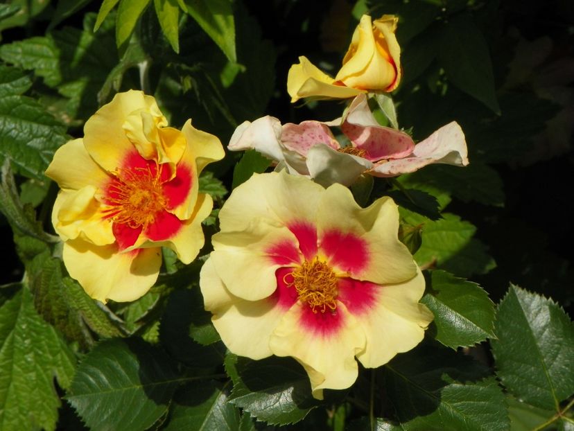 24 mai (249) - Trandafiri 2018 1