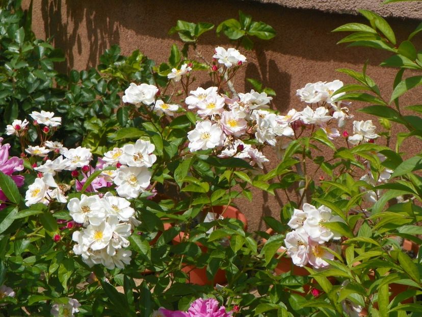 24 mai (251) - Trandafiri 2018 1