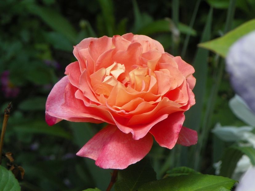 24 mai (258) - Trandafiri 2018 1