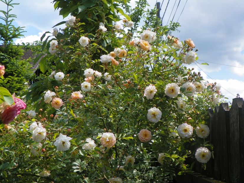 24 mai (260) - Trandafiri 2018 1