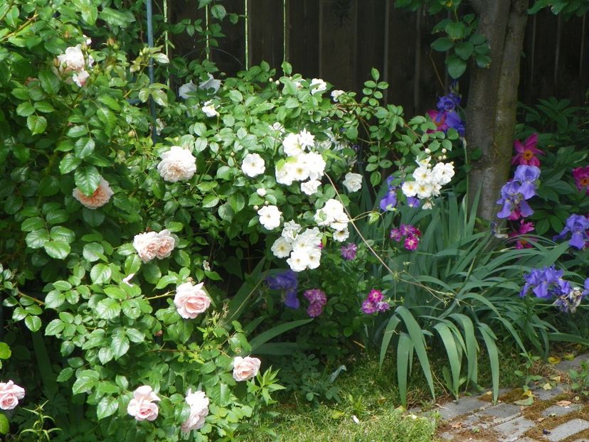 24 mai (263) - Trandafiri 2018 1