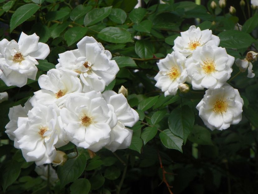 24 mai (264) - Trandafiri 2018 1