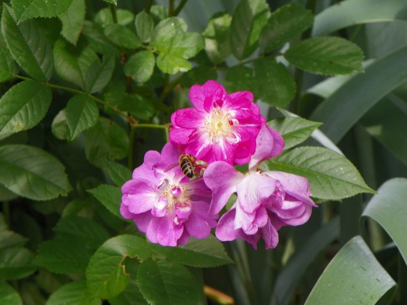 24 mai (266) - Trandafiri 2018 1