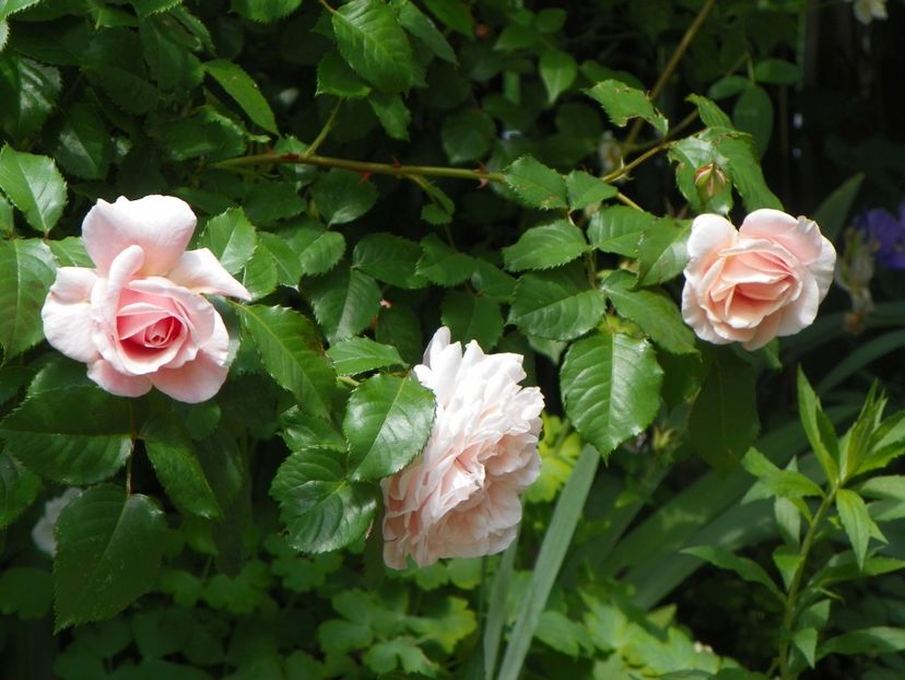 24 mai (267) - Trandafiri 2018 1