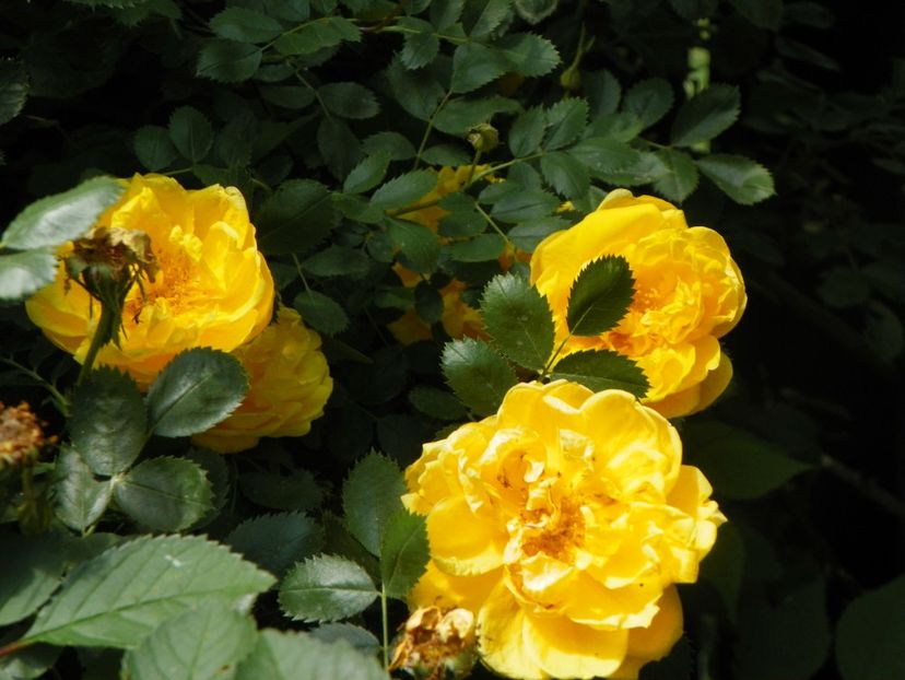 24 mai (271) - Trandafiri 2018 1