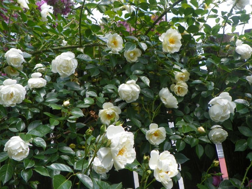 24 mai (275) - Trandafiri 2018 1