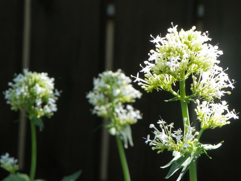 24 mai (32) - Primavara 2018