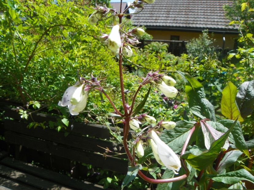 24 mai (55) - Primavara 2018