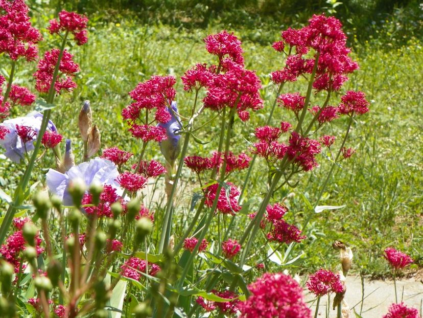 24 mai (58) - Primavara 2018