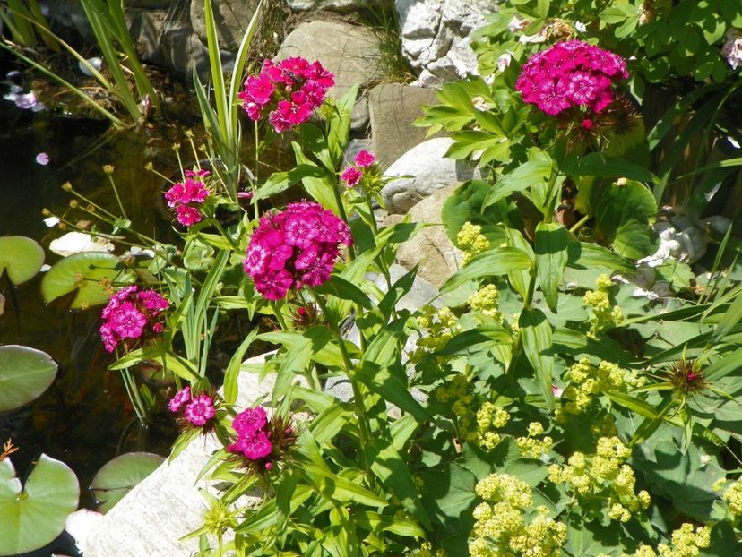 24 mai (161) - Primavara 2018