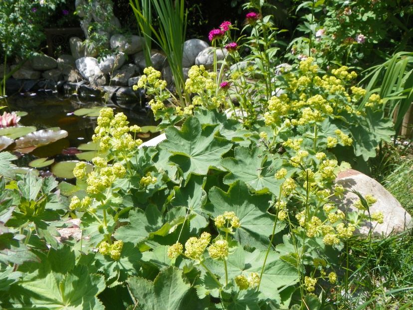 24 mai (162) - Primavara 2018