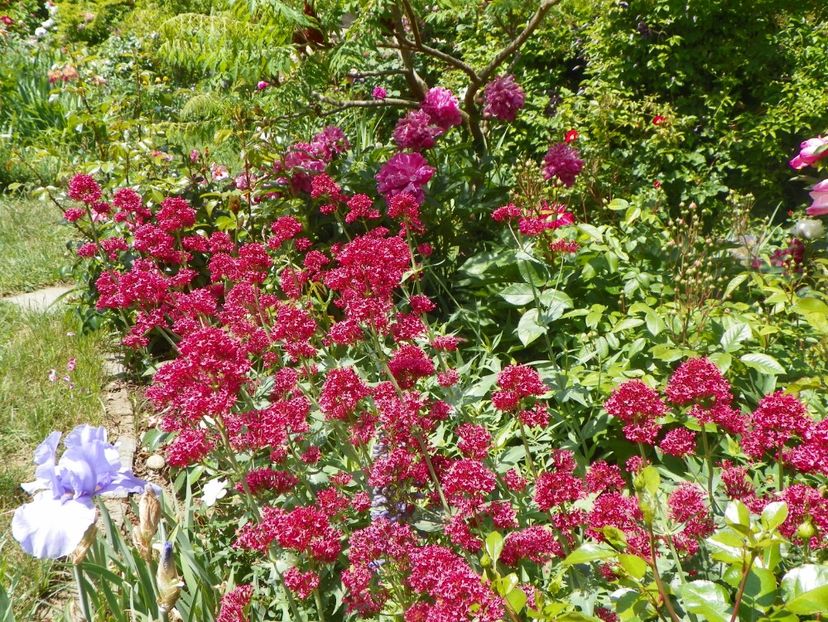 24 mai (178) - Primavara 2018