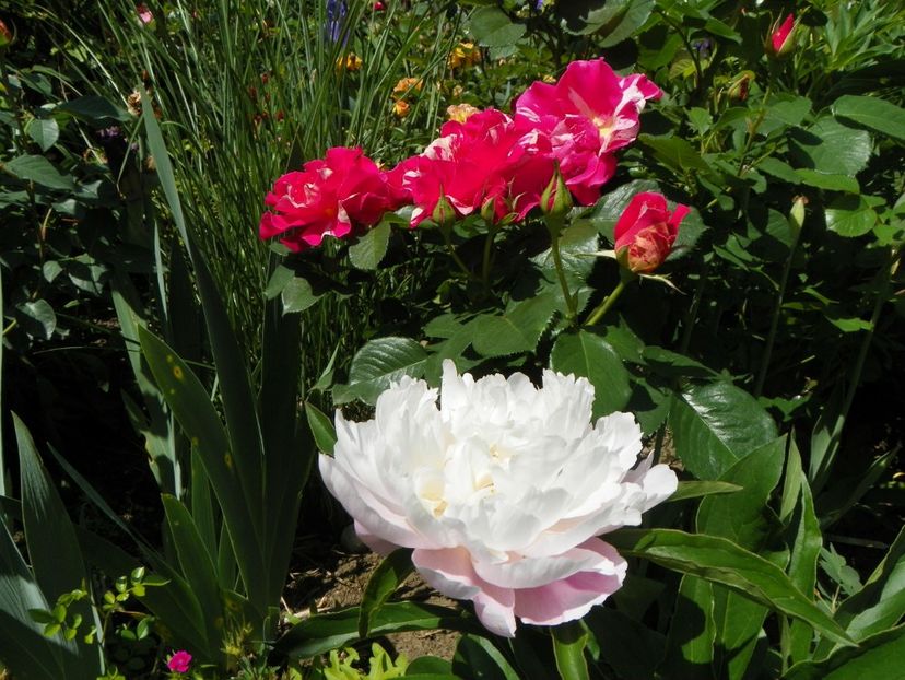 24 mai (222) - Primavara 2018