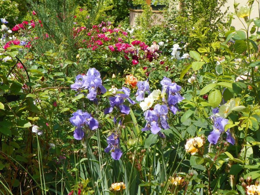 24 mai (223) - Primavara 2018