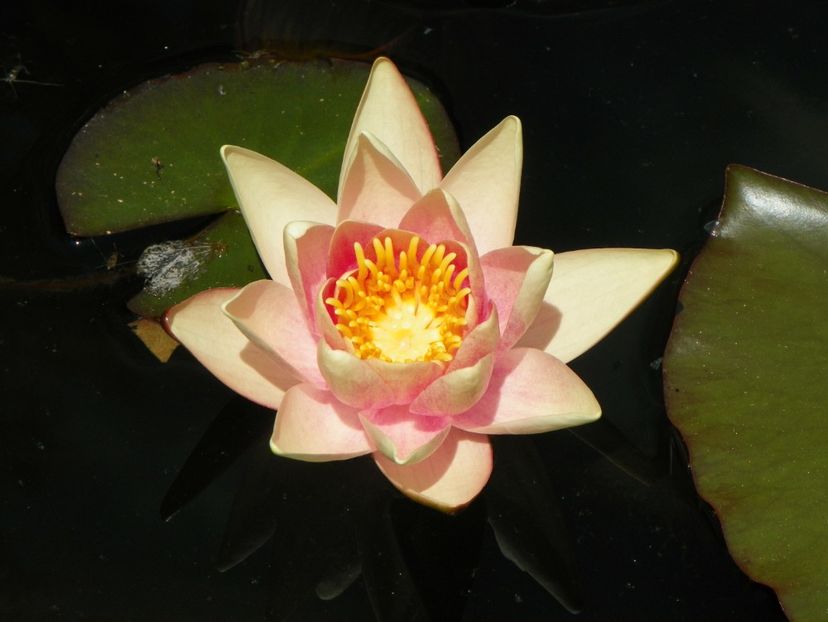 24 mai (236) - Primavara 2018