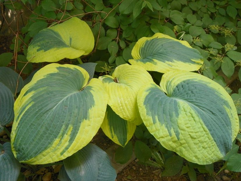 24 mai (272) - Primavara 2018