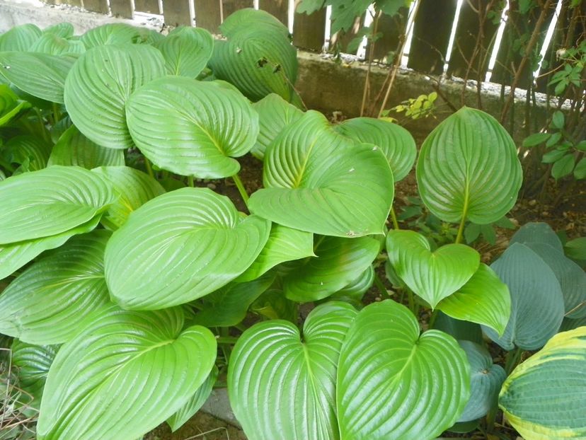 24 mai (273) - Primavara 2018