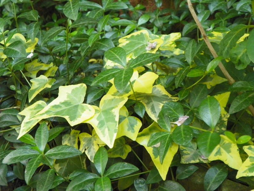 24 mai (274) - Primavara 2018