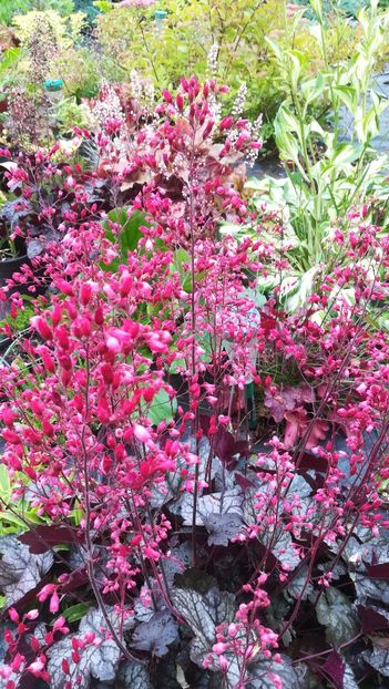  - Gradina la umbra in curs de amenajare