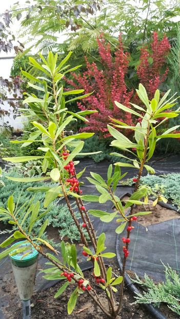  - Gradina la umbra in curs de amenajare