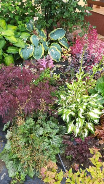  - Gradina la umbra in curs de amenajare