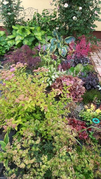  - Gradina la umbra in curs de amenajare