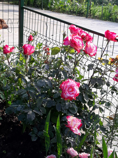  - DOUBLE DELIGHT Swim si Weeks 2