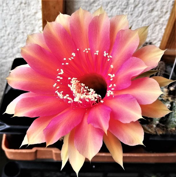 Echinopsis Sasquatch - Cactusi si suculente