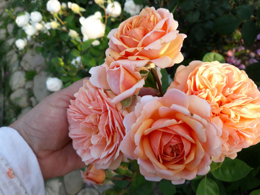  - CHARLES AUSTIN David Austin 3