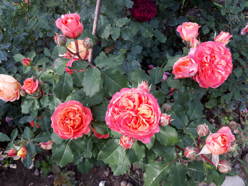  - EMILIEN GUILLOT Guillot 3