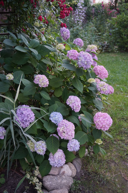 Nikko Blue - Hortensii 2018- 2019