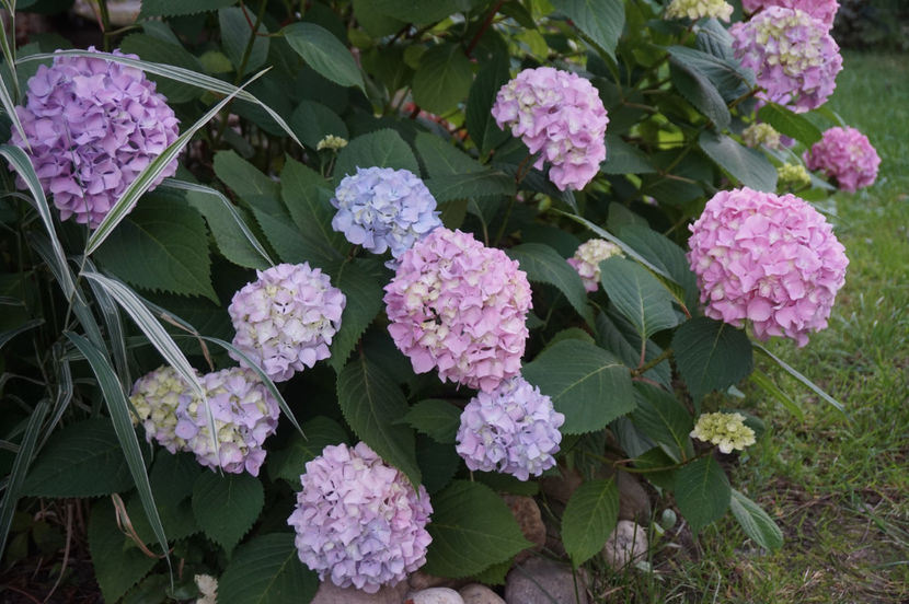  - Hortensii 2018- 2019